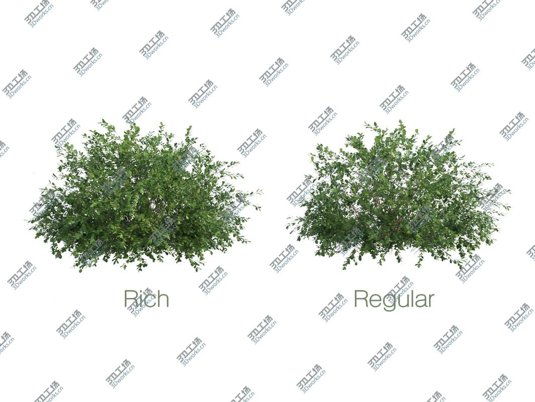 images/goods_img/202104093/Seven Bushes/4.jpg